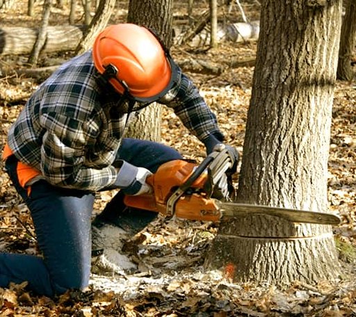 Tree Removal in Thorndike, ME